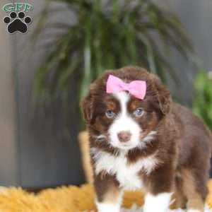Digger, Miniature Australian Shepherd Puppy